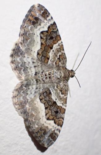 Epirrhoe alternata